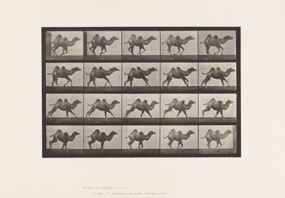 Tallrik 740. Bactrian Camel; (Ung), Galopperande av Eadweard Muybridge