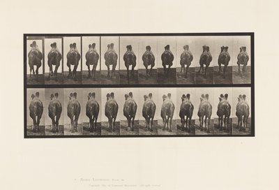 Tavla 741. Bactrian Camel; A, promenader; B, Inredning av Eadweard Muybridge