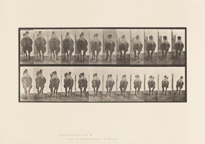 Tavla 742. Bactrian Camel; A, Ställning; B, Galopperande av Eadweard Muybridge