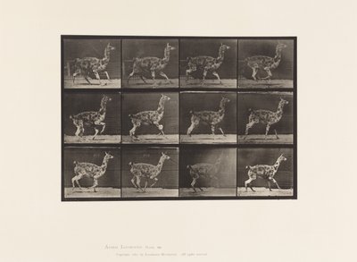 Tallrik 743. Guanaco; Galopperande av Eadweard Muybridge