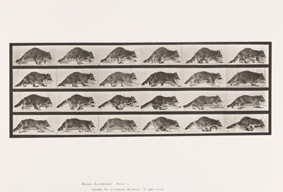 Tallrik 744. Tvättbjörn; Gående; Byt till Galoppering av Eadweard Muybridge