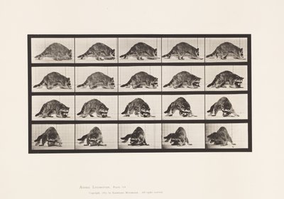 Tallrik 745. Tvättbjörn; Gående; och vända sig om av Eadweard Muybridge
