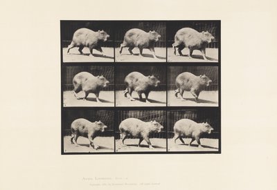 Tavla 746. Capybara; Gående av Eadweard Muybridge