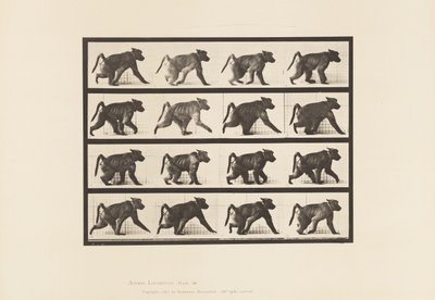 Tallrik 747. Babian; Går på All-Fours av Eadweard Muybridge