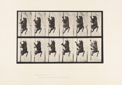Tallrik 749. Babian; Att klättra på en stolpe av Eadweard Muybridge