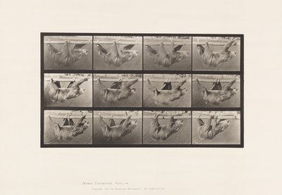 Tallrik 750. Sloth; Går, upphängd på en horisontell stång av Eadweard Muybridge