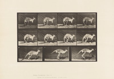 Tallrik 751. Känguru; Gå på All-Fours; Byt till Hoppa av Eadweard Muybridge