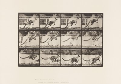 Tavla 752. Känguru; Hoppar av Eadweard Muybridge