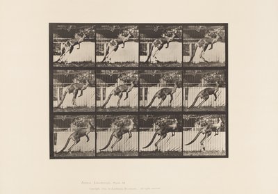 Tavla 753. Känguru; Hoppar av Eadweard Muybridge