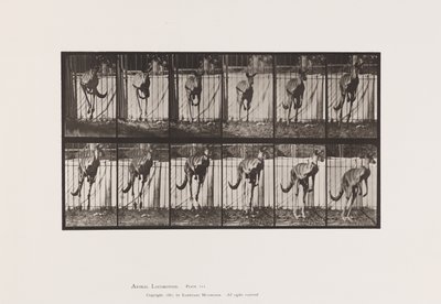 Tavla 754. Känguru; Hoppar av Eadweard Muybridge