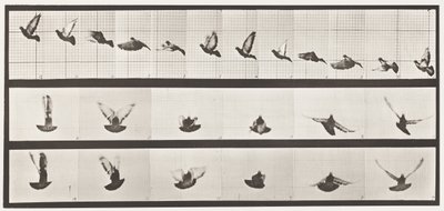 Tavla 755. Duva; Flygande av Eadweard Muybridge