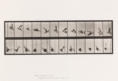 Tavla 756. Duva; Flygande av Eadweard Muybridge