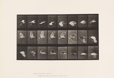 Tallrik 758. Kakadua; Flygande av Eadweard Muybridge