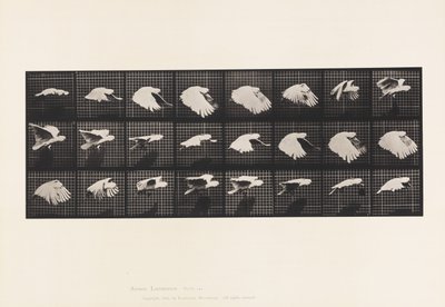 Tallrik 759. Kakadua; Flygande av Eadweard Muybridge