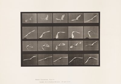 Tallrik 760. Kakadua; Flygande av Eadweard Muybridge