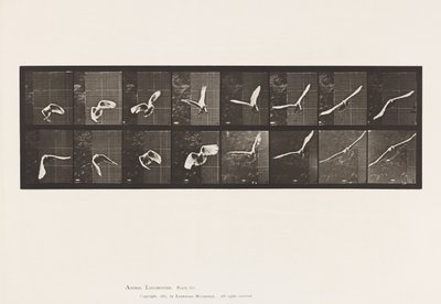Tallrik 761. Kakadua; Flygande av Eadweard Muybridge