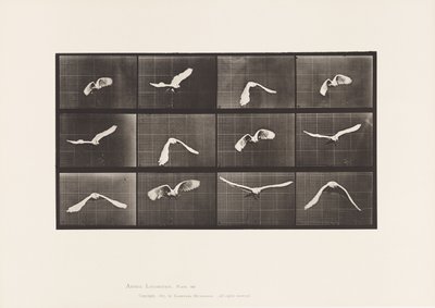 Tallrik 762. Kakadua; Flygande av Eadweard Muybridge