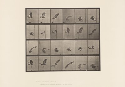 Tavla 763. Rödstjärtad hök; Flygande av Eadweard Muybridge
