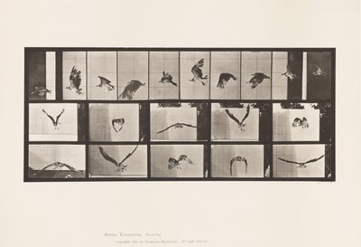 Tallrik 764. Fiskhök; Flygande av Eadweard Muybridge