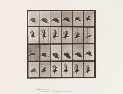 Tavla 765. Gamar; Flygande av Eadweard Muybridge