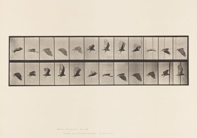 Tavla 766. Gamar; Flygande av Eadweard Muybridge