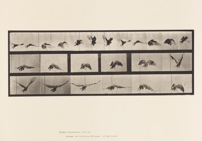 Tavla 768. Gam; Flygande av Eadweard Muybridge