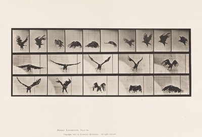 Tallrik 769. American Eagle; Flygande av Eadweard Muybridge