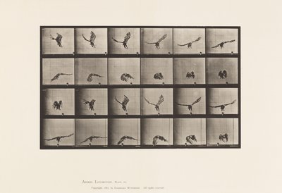 Tallrik 771. American Eagle; Flyger nära marken av Eadweard Muybridge