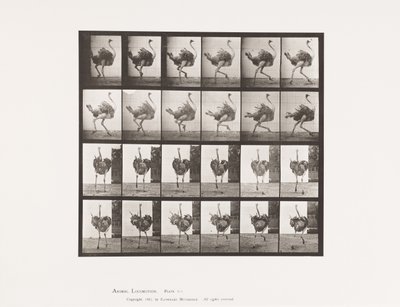 Tavla 773. Struts; Löpning av Eadweard Muybridge