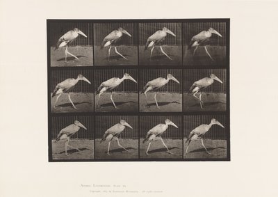 Tavla 774. Adjutant; Gående av Eadweard Muybridge