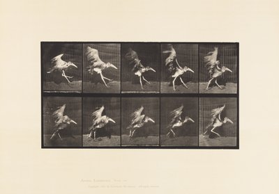 Tavla 775. Adjutant; Flying Run av Eadweard Muybridge
