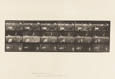 Tallrik 776. Storkar; Svanar, etc, A, B, C av Eadweard Muybridge