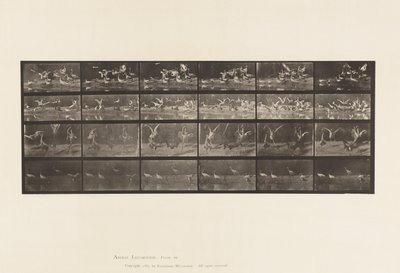 Tallrik 777. Storkar; etc, A, B, C, D av Eadweard Muybridge