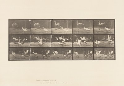 Tallrik 778. Storkar; etc, A, B, C av Eadweard Muybridge