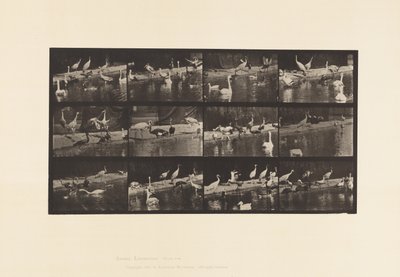 Tallrik 779. Storkar; Svanar osv. av Eadweard Muybridge