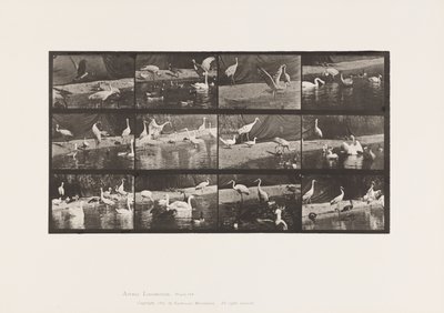 Tallrik 780. Storkar; Svanar osv. av Eadweard Muybridge