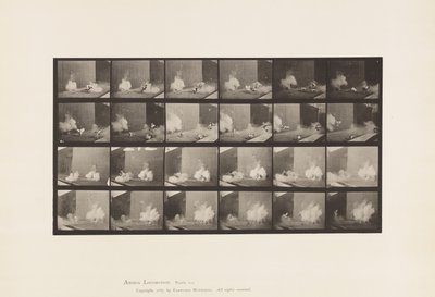 Tallrik 781. Kycklingar; Skrämd av Torped av Eadweard Muybridge