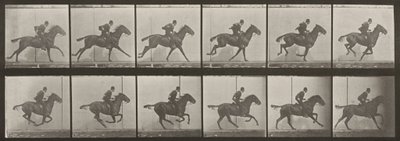 Plansch nummer 624. "Daisy" i galopp, sadlad av Eadweard Muybridge