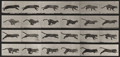 Plansch nummer 720. Katt; i galopp av Eadweard Muybridge