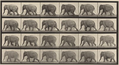 Plansch nummer 733. Gående elefant av Eadweard Muybridge