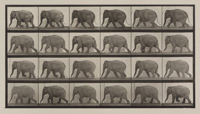 Plåt nummer 733. Elefantvandring av Eadweard Muybridge
