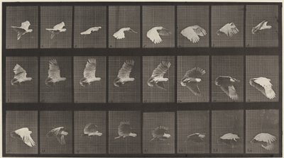 Plåt nummer 758. Kakadua flyger av Eadweard Muybridge