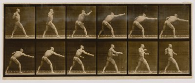Pugilist som slår ett slag, från boken Animal Locomotion av Eadweard Muybridge