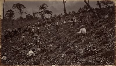 Anläggning av en kaffeplantage i Antigua de Guatemala,1875, publicerad 1877 (foto) av Eadweard Muybridge