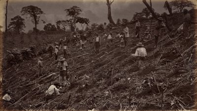 Ställer ut en kaffeplantage i Antigua de Guatemala av Eadweard Muybridge