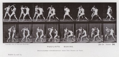 The Human Figure in Motion: Pugilists, Boxing (s/v foto) av Eadweard Muybridge