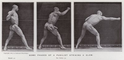 Den mänskliga figuren i rörelse: Några faser av en pugilist som slår ett slag (s/v foto) av Eadweard Muybridge