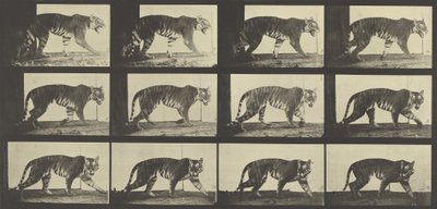 Tiger Walking, Tallrik 729 från Animal Locomotion, 1887 av Eadweard Muybridge
