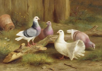 Duvor av Edgar Hunt