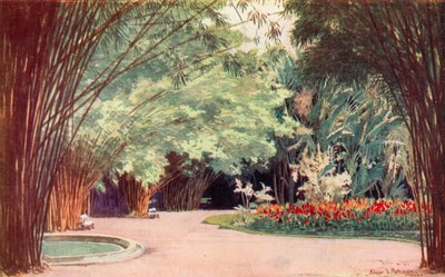 A Bamboo Grove, Botanical Gardens (färg litho) av Edgar L. Pattison